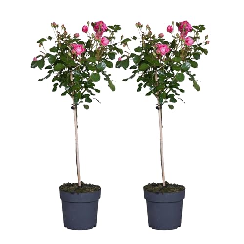 Plant in a Box - Rosa Palace Topkapi - 2er Set - Stammrose winterhart mehrjährig - Topf 19cm - Höhe 80-100cm Plant in a Box - Rosa Palace Topkapi - 2er Set - Stammrose winterhart mehrjährig - Topf 19cm - Höhe 80-100cm von Plant in a Box
