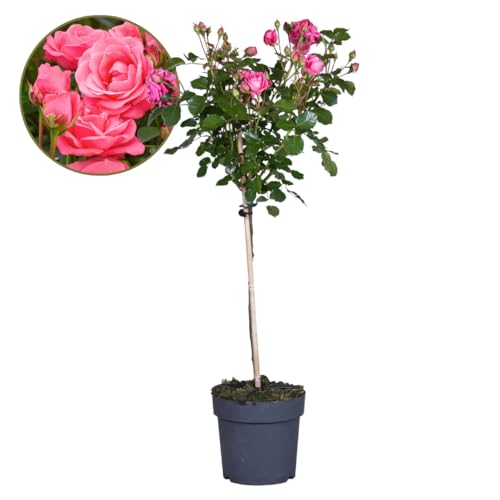 Plant in a Box - Rosa Palace Topkapi - Stammrose winterhart mehrjährig - Topf 19cm - Höhe 80-100cm von Plant in a Box