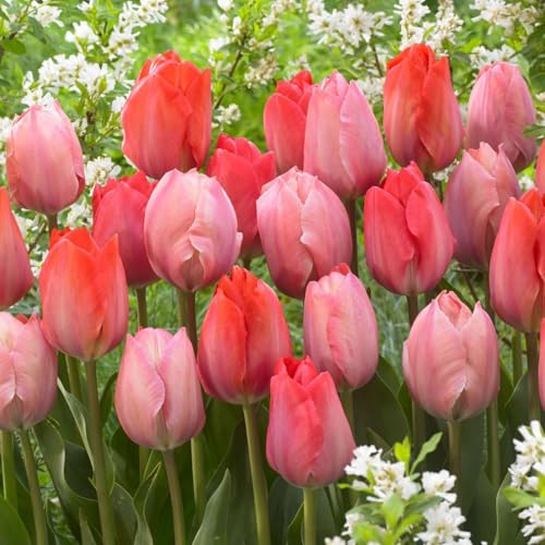 Plant in a Box - Rosenrote Tulpenmix - Zwiebeln x40 - Blumenzwiebeln für Garten, Terrasse oder Balkon Plant in a Box - Rosenrote Tulpenmix - Zwiebeln x40 - Blumenzwiebeln für Garten, Terrasse oder Balkon von Plant in a Box