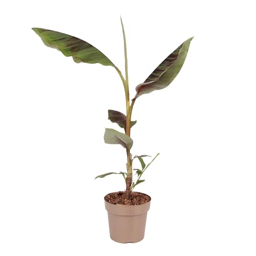 Plant in a Box – Rote Bananenpflanze – Musa sikkimensis Ever Red – Höhe 55–70 cm – Topf 21 cm – Tropische Kübelpflanze Plant in a Box – Rote Bananenpflanze – Musa sikkimensis Ever Red – Höhe 55–70 cm – Topf 21 cm – Tropische Kübelpflanze von Plant in a Box