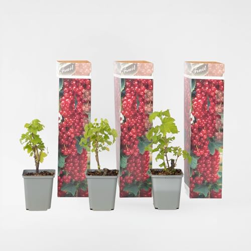 Plant in a Box - Rote Johannisbeere - 3er-Set - Ribes rubrum - Höhe 25-40cm - ⌀9cm Plant in a Box - Rote Johannisbeere - 3er-Set - Ribes rubrum - Höhe 25-40cm - ⌀9cm von Plant in a Box