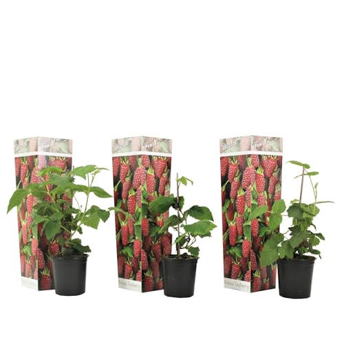 Plant in a Box - Rubus 'Tayberry' - 3er Set - Kreuzung zwischen Brombeere und Himbeere - Tiefrote Früchte - Laubabwerfende Gartenpflanze - Topf 9cm - Höhe 25-40cm von Plant in a Box