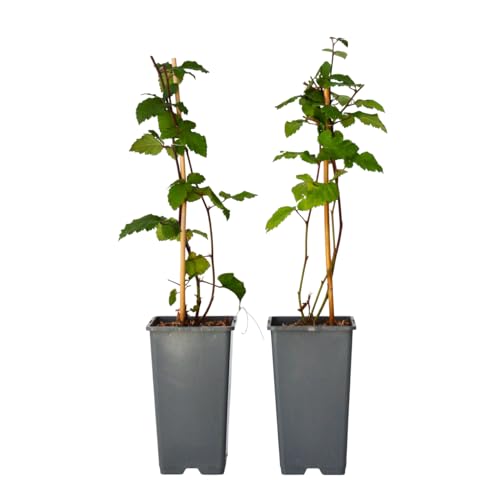 Plant in a Box - Rubus fruticosus 'Thornfree' - 2er-Set - Brombeere - Dornenlose Brombeere - Obstpflanzen - Strauch - ⌀15cm - Höhe 50-60cm Plant in a Box - Rubus fruticosus 'Thornfree' - 2er-Set - Brombeere - Dornenlose Brombeere - Obstpflanzen - Strauch - ⌀15cm - Höhe 50-60cm von Plant in a Box