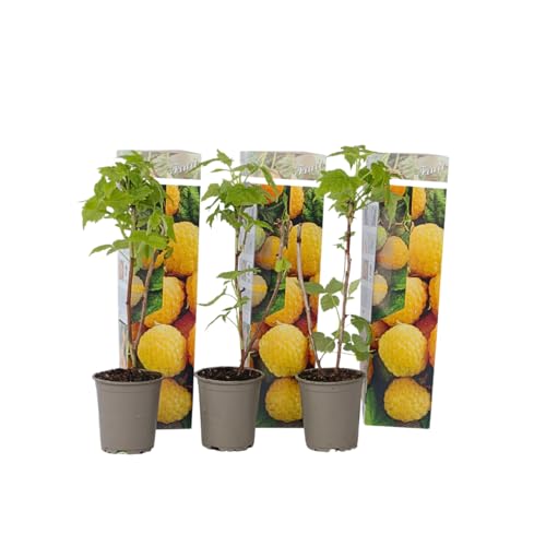 Plant in a Box - Rubus idaeus 'Herbstgold' - 3er Set - Gelbe Himbeerpflanzen - Rubus idaeus - Winterhart - Topf 9cm - Höhe 25-40cm Plant in a Box - Rubus idaeus 'Herbstgold' - 3er Set - Gelbe Himbeerpflanzen - Rubus idaeus - Winterhart - Topf 9cm - Höhe 25-40cm von Plant in a Box