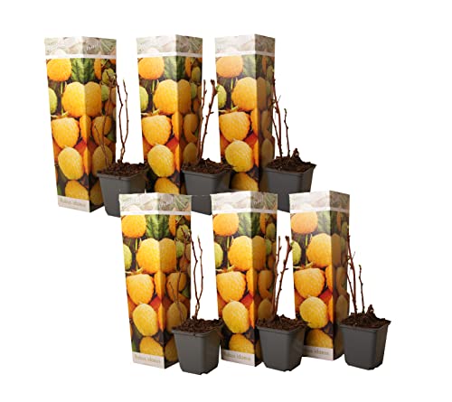 Plant in a Box - Rubus idaeus 'Herbstgold' - 6er Set - Gelbe Himbeerpflanzen - Rubus idaeus - Winterhart - Topf 9cm - Höhe 25-40cm Plant in a Box - Rubus idaeus 'Herbstgold' - 6er Set - Gelbe Himbeerpflanzen - Rubus idaeus - Winterhart - Topf 9cm - Höhe 25-40cm von Plant in a Box