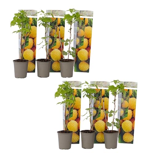 Plant in a Box - Rubus idaeus 'Herbstgold' - 6er Set - Gelbe Himbeerpflanzen - Rubus idaeus - Winterhart - Topf 9cm - Höhe 25-40cm von Plant in a Box