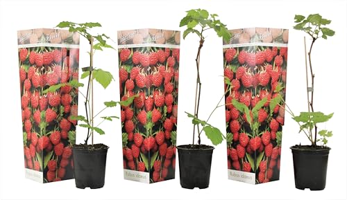 Plant in a Box - Rubus ideaus 'Herbstglück' - Himbeere - Obstpflanzen - Himbeerpflanze - Winterhart - 3er Set - Topf 9cm - Höhe 25-40cm von Plant in a Box
