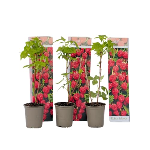 Plant in a Box - Rubus ideaus 'Herbstglück' - Himbeere - Obstpflanzen - Himbeerpflanze - Winterhart - 3er Set - Topf 9cm - Höhe 25-40cm von Plant in a Box