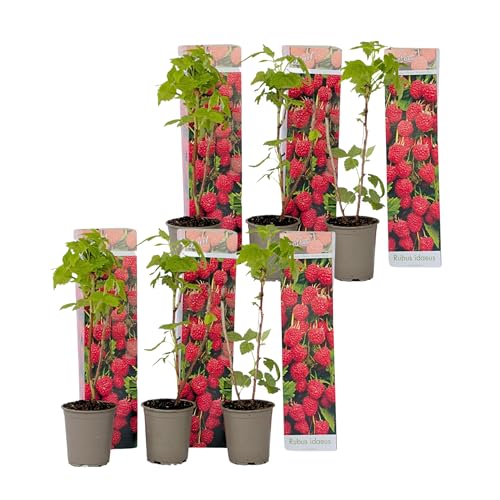 Plant in a Box - Rubus ideaus 'Herbstglück' - Himbeere - Obstpflanzen - Himbeerpflanze - Winterhart - 6er Set - Topf 9cm - Höhe 25-40cm von Plant in a Box