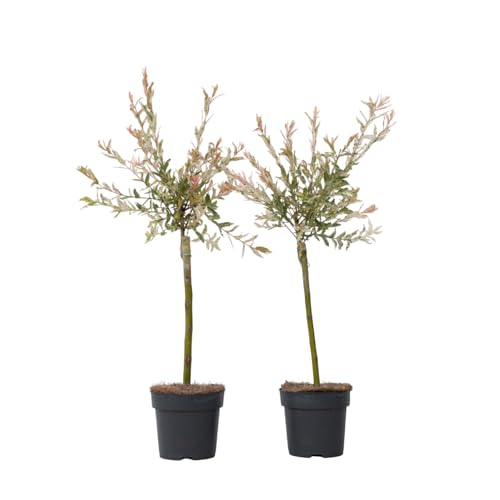 Plant in a Box - Salix 'Flamingo' - 2er Set - Salix-Stämmchen - Rosa Weide - Gartenpflanze - Winterhart - Topf 17cm - Höhe 60-80cm Plant in a Box - Salix 'Flamingo' - 2er Set - Salix-Stämmchen - Rosa Weide - Gartenpflanze - Winterhart - Topf 17cm - Höhe 60-80cm von Plant in a Box