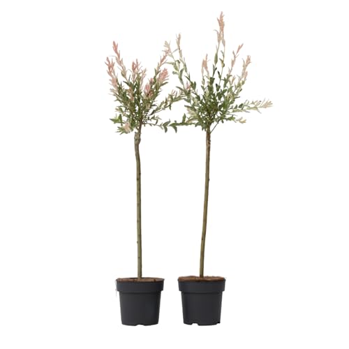 Plant in a Box - Salix 'Flamingo' - 2er Set - Salix-Stämmchen - Rosa Weide - Gartenpflanze - Winterhart - Topf 19cm - Höhe 90-110cm Plant in a Box - Salix 'Flamingo' - 2er Set - Salix-Stämmchen - Rosa Weide - Gartenpflanze - Winterhart - Topf 19cm - Höhe 90-110cm von Plant in a Box