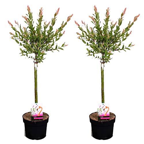 Plant in a Box - Salix 'Flamingo' - 2er Set - Salix-Stämmchen - Rosa Weide - Gartenpflanze - Winterhart - Topf 17cm - Höhe 60-80cm von Plant in a Box