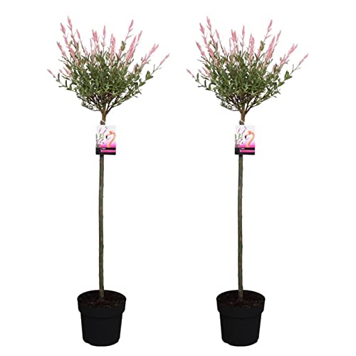 Plant in a Box - Salix 'Flamingo' - 2er Set - Salix-Stämmchen - Rosa Weide - Gartenpflanze - Winterhart - Topf 19cm - Höhe 90-110cm von Plant in a Box