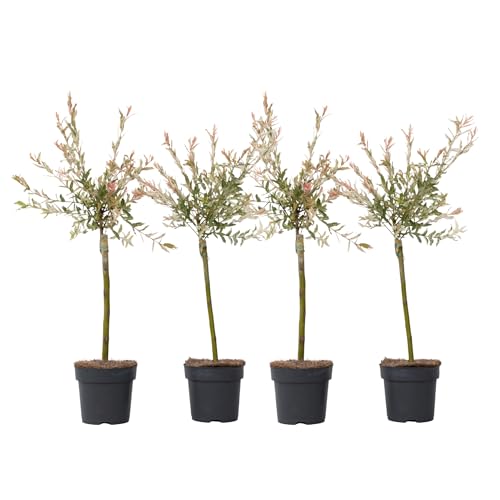 Plant in a Box - Salix 'Flamingo' - 4er Set - Salix-Stämmchen - Rosa Weide - Gartenpflanze - Winterhart - Topf 17cm - Höhe 60-80cm von Plant in a Box