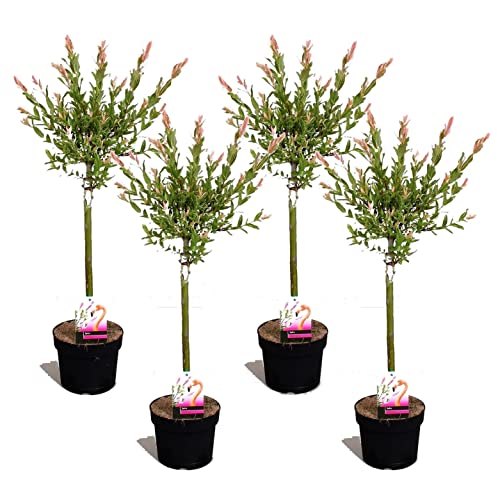 Plant in a Box - Salix 'Flamingo' - 4er Set - Salix-Stämmchen - Rosa Weide - Gartenpflanze - Winterhart - Topf 17cm - Höhe 60-80cm von Plant in a Box