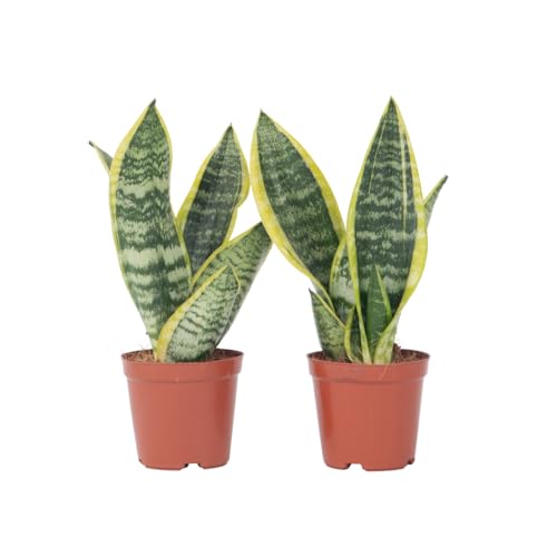 Plant in a Box - Sansevieria 'Futura Superba' - 2er Set - Zimmerpflanzen - Gelblicher Bogenhanf - Pflegeleicht - Topf 12cm - Höhe 35-40cm Plant in a Box - Sansevieria 'Futura Superba' - 2er Set - Zimmerpflanzen - Gelblicher Bogenhanf - Pflegeleicht - Topf 12cm - Höhe 35-40cm von Plant in a Box