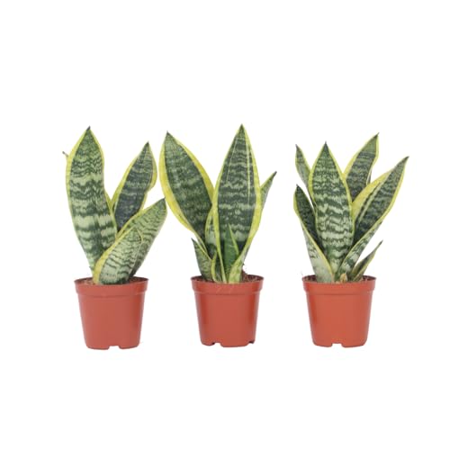 Plant in a Box - Sansevieria 'Futura Superba' - 3er Set - Zimmerpflanzen - Gelblicher Bogenhanf - Pflegeleicht - Topf 12cm - Höhe 35-40cm von Plant in a Box