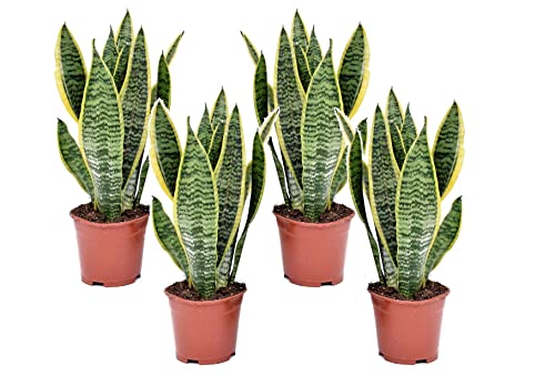 Plant in a Box - Sansevieria 'Futura Superba' - Zimmerpflanzen - Pflegeleicht -Gelblicher Bogenhanf - 4er Set - Topf 12cm - Höhe 35-40cm von Plant in a Box