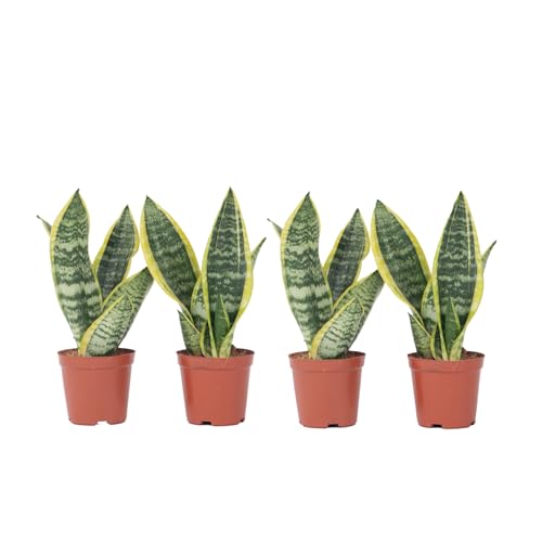 Plant in a Box - Sansevieria 'Futura Superba' - Zimmerpflanzen - Pflegeleicht -Gelblicher Bogenhanf - 4er Set - Topf 12cm - Höhe 35-40cm von Plant in a Box