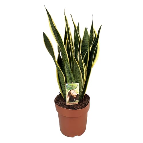 Plant in a Box - Sansevieria Laurentii - Gelblicher Bogenhanf - Zimmerpflanzen - Pflegeleicht - Topf 21cm - Höhe 65-75cm von Plant in a Box