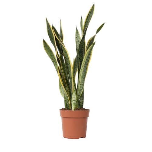 Plant in a Box - Sansevieria Laurentii - Gelblicher Bogenhanf - Zimmerpflanzen - Pflegeleicht - Topf 21cm - Höhe 65-75cm von Plant in a Box