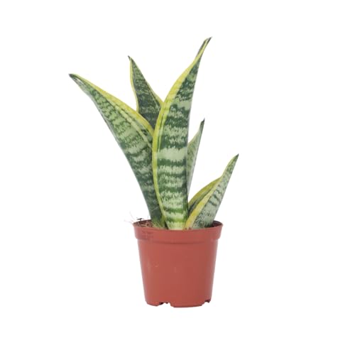 Plant in a Box - Sansevieria 'Futura Superba' - Zimmerpflanzen - Pflegeleicht - Gelblicher Bogenhanf - Topf 12cm - Höhe 35-40cm von Plant in a Box