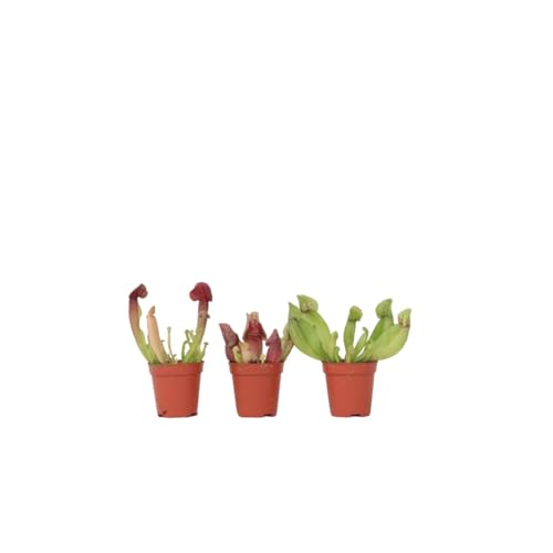 Plant in a Box - Sarracenia purpurea - 3er Set - Lila-Grün - Purpurroter Schlauchpflanze - Fleischfressende Pflanze - Topf 5,5cm - Höhe 10cm von Plant in a Box