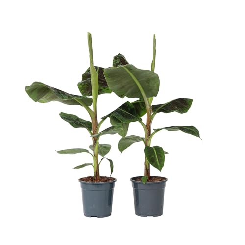 Plant in a Box - Satze von 2 - Musa 'Dwarf Cavendish' - Zimmerpflanze - Bananenplanze - Topf 21cm - Höhe 90-100cm von Plant in a Box