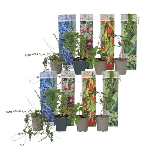 Plant in a Box - Smoothie-Mix 8 - Goji Preiselbeere Heidelbeere Kiwi - Topf 9cm - Höhe 25-40cm Plant in a Box - Smoothie-Mix 8 - Goji Preiselbeere Heidelbeere Kiwi - Topf 9cm - Höhe 25-40cm von Plant in a Box