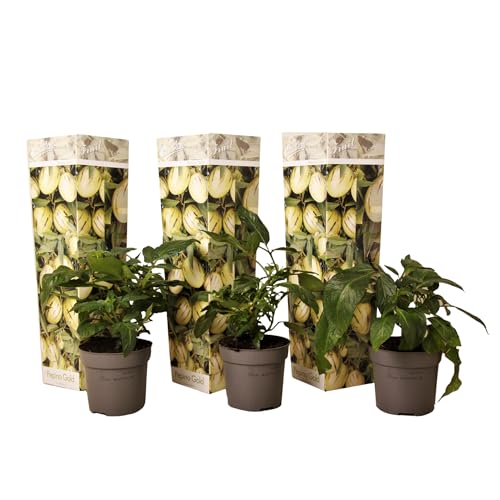 Plant in a Box - Solanum Muricatum 'Pepino gold' - Melonenbirne - 3er Set - Topf 9cm - Höhe 25-40cm Plant in a Box - Solanum Muricatum 'Pepino gold' - Melonenbirne - 3er Set - Topf 9cm - Höhe 25-40cm von Plant in a Box