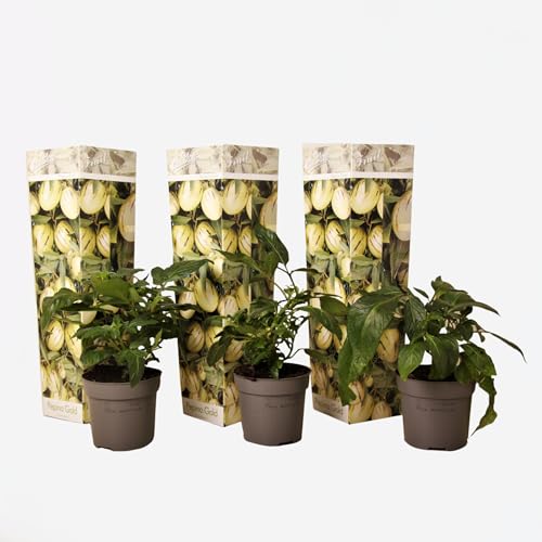 Plant in a Box - Solanum Muricatum 'Pepino gold' - Melonenbirne - 3er Set - Topf 9cm - Höhe 25-40cm von Plant in a Box