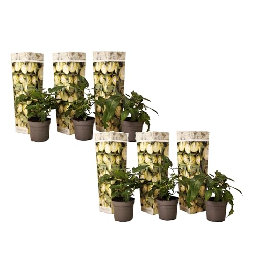 Plant in a Box - Solanum Muricatum 'Pepino gold' - Melonenbirne - 6er Set - Topf 9cm - Höhe 25-40cm von Plant in a Box