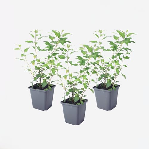 Plant in a Box - Solanum Rantonnetii 'Nachtschatten' - Set von 3 - Blühender Strauch - Topf 9 cm - Höhe 25-40 cm Plant in a Box - Solanum Rantonnetii 'Nachtschatten' - Set von 3 - Blühender Strauch - Topf 9 cm - Höhe 25-40 cm von Plant in a Box