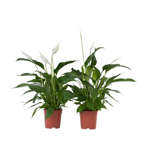 Plant in a Box - Spathiphyllum - 2er Set - Einblatt Zimmerpflanze - Topf 17cm - Höhe 60-75cm - Luftreinigende Zimmerpflanze Plant in a Box - Spathiphyllum - 2er Set - Einblatt Zimmerpflanze - Topf 17cm - Höhe 60-75cm - Luftreinigende Zimmerpflanze von Plant in a Box