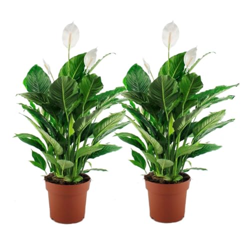 Plant in a Box - Spathiphyllum - 2er Set - Pokon - Einblatt Zimmerpflanze - Topf 17cm - Höhe 60-70cm - Luftreinigende Zimmerpflanze von Plant in a Box