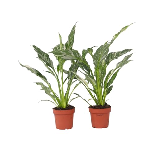 Plant in a Box - Spathiphyllum Diamond - 2er Set - Einblatt - Luftreinigende Zimmerpflanze - Schöne weiße Variation in den Blättern - Topf 12cm - Höhe 40-50cm Plant in a Box - Spathiphyllum Diamond - 2er Set - Einblatt - Luftreinigende Zimmerpflanze - Schöne weiße Variation in den Blättern - Topf 12cm - Höhe 40-50cm von Plant in a Box