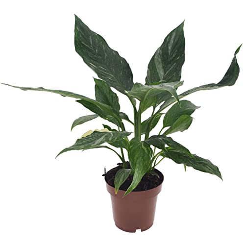 Plant in a Box - Spathiphyllum Diamond - Einblatt - Luftreinigende Zimmerpflanze - Schöne weiße Variation in den Blättern - Topf 12cm - Höhe 40-50cm von Plant in a Box
