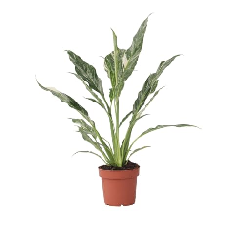 Plant in a Box - Spathiphyllum Diamond - Einblatt - Luftreinigende Zimmerpflanze - Schöne weiße Variation in den Blättern - Topf 12cm - Höhe 40-50cm von Plant in a Box