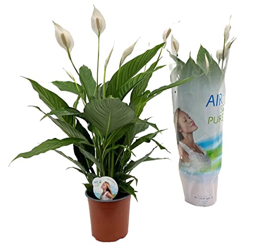 Plant in a Box - Spathiphyllum - Einblatt Zimmerpflanze - Topf 17cm - Höhe 60-75cm - Luftreinigende Zimmerpflanze von Plant in a Box