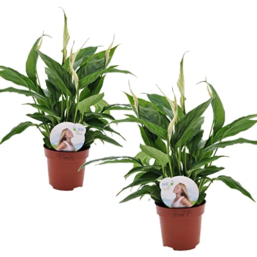 Plant in a Box - Spathiphyllum 'Torelli' - Friedenslilie - Einblatt - Zimmerpflanzen - 2er Set - Topf 12cm - Höhe 30-45cm von Plant in a Box