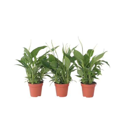 Plant in a Box - Spathiphyllum 'Torelli' - Friedenslilie - Zimmerpflanzen - Einblatt - 3er Set - Topf 12cm - Höhe 30-45cm von Plant in a Box