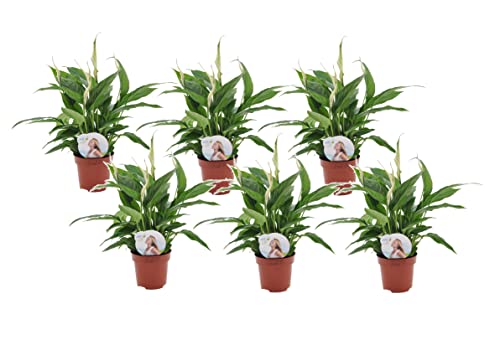 Plant in a Box - Spathiphyllum 'Torelli' - Friedenslilie - Einblatt - Zimmerpflanzen - 6er Set - Topf 12cm - Höhe 30-45cm von Plant in a Box