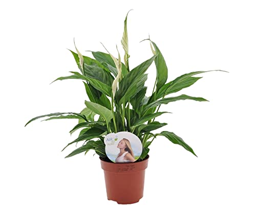 Plant in a Box - Spathiphyllum 'Torelli' - Friedenslilie - Einblatt - Zimmerpflanzen - Topf 12cm - Höhe 30-45cm von Plant in a Box