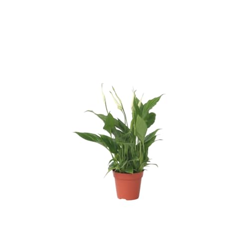 Plant in a Box - Spathiphyllum 'Torelli' - Friedenslilie - Einblatt - Zimmerpflanzen - Topf 12cm - Höhe 30-45cm von Plant in a Box