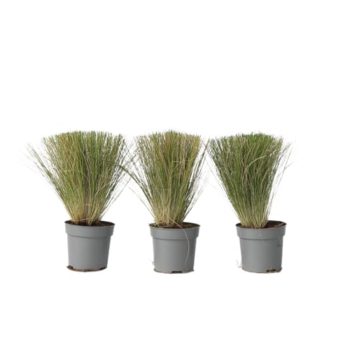 Plant in a Box - Stipa - 3er Set - 'Pony Tail' - Ziergräser Pflanze Federgras Winterhart Mehrjährig - Topf 9cm - Höhe 20-30cm Plant in a Box - Stipa - 3er Set - 'Pony Tail' - Ziergräser Pflanze Federgras Winterhart Mehrjährig - Topf 9cm - Höhe 20-30cm von Plant in a Box