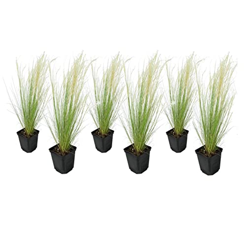 Plant in a Box - Stipa - 6er Set - 'Pony Tail' - Ziergräser Pflanze Federgras Winterhart Mehrjährig - Topf 9cm - Höhe 20-30cm von Plant in a Box