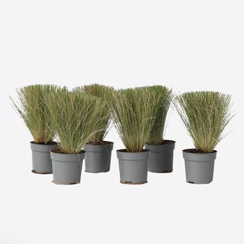 Plant in a Box - Stipa - 6er Set - 'Pony Tail' - Ziergräser Pflanze Federgras Winterhart Mehrjährig - Topf 9cm - Höhe 20-30cm Plant in a Box - Stipa - 6er Set - 'Pony Tail' - Ziergräser Pflanze Federgras Winterhart Mehrjährig - Topf 9cm - Höhe 20-30cm von Plant in a Box