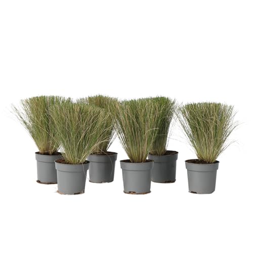 Plant in a Box - Stipa - 6er Set - 'Pony Tail' - Ziergräser Pflanze Federgras Winterhart Mehrjährig - Topf 9cm - Höhe 20-30cm von Plant in a Box