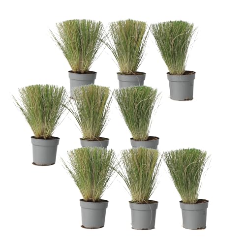 Plant in a Box - Stipa - 9er Set - 'Pony Tail' - Ziergräser Pflanze Federgras Winterhart Mehrjährig - Topf 9cm - Höhe 20-30cm Plant in a Box - Stipa - 9er Set - 'Pony Tail' - Ziergräser Pflanze Federgras Winterhart Mehrjährig - Topf 9cm - Höhe 20-30cm von Plant in a Box