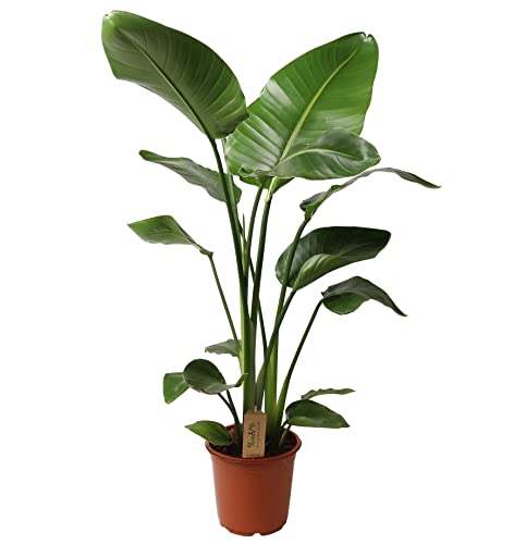 Plant in a Box - Strelitzia Nicolai - Weißer Paradiesvogelblume - Zimmerpflanze - Topf 21cm - Höhe 90-110cm von Plant in a Box